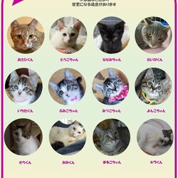 千葉県印西市開催/ふくねこや譲渡会 サムネイル3