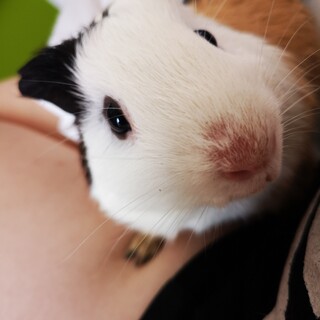 モルモット 4歳の男の子
