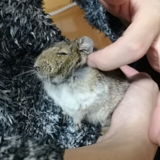 里親さん決定！デグー ノーマルパイド 2歳女の子