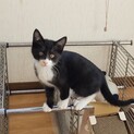 生後２か月半の子猫　オス（白黒）※トライアル中