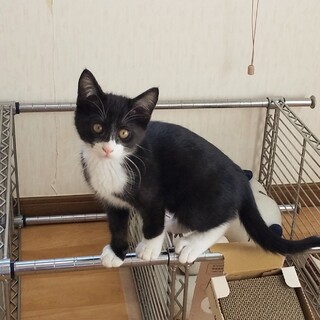 生後２か月半の子猫　オス（白黒）※トライアル中