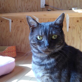 毛並みはアメショー・ブラックスモーク