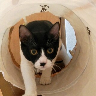 生後5カ月ハチワレ男の子カイトくん