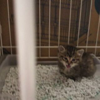 捨て猫３匹を保護しています 秋田県 猫の里親募集 ペットのおうち 月間利用者150万人