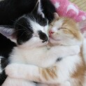 まだまだ赤ちゃん子猫です。