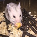 ゴールデンハムスターの♀里親募集☘️