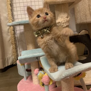トライアル中です