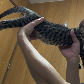 2.5ヶ月 綺麗なキジトラ男の子ドットがきれい