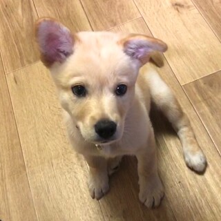 【里親様決定】レン君の幸せが見つかりました♡