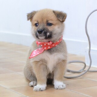 チビだけれど負けず嫌いな“きくらげちゃん”