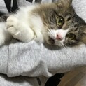 カッコいいお顔のココちゃん
