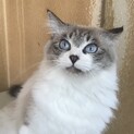 綺麗なブルーアイのくららちゃん
