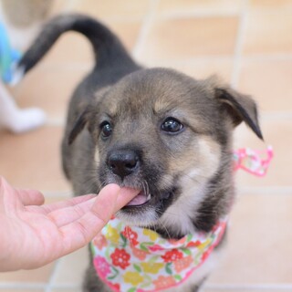 優しく女の子らしい“しいたけちゃん”
