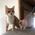 猫慣れ◎、人につれない★足長マンチカン♀