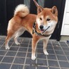 明るく元気で遊び好きな柴男子！ サムネイル2