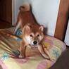 明るく元気で遊び好きな柴男子！ サムネイル4