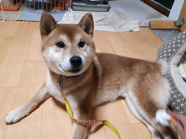 明るく元気で遊び好きな柴男子 千葉県 犬の里親募集 ペットのおうち 月間利用者150万人