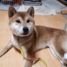 明るく元気で遊び好きな柴男子！ サムネイル5