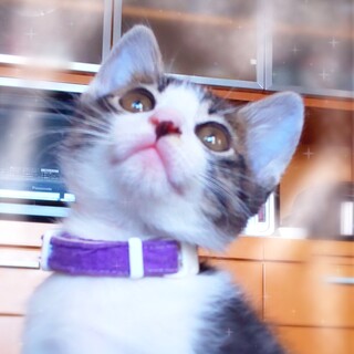 兄弟の分まで幸せに "ムーニー君"