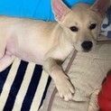 3ヶ月半〜4ヶ月の家族を探してます。