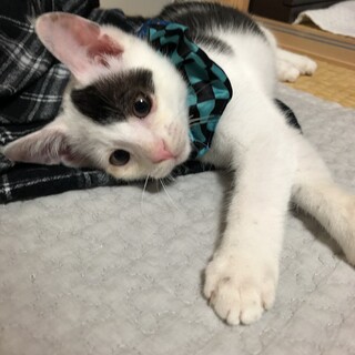 ★牛さん柄の男の子★