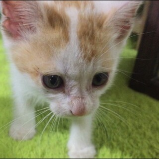 【急募】車に引かれそうになっていた子猫