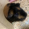 モルモット　里親募集中