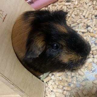 モルモット　里親募集中