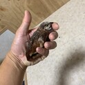 フィー↑フィー↑鳴く姫うずらちゃん‼︎