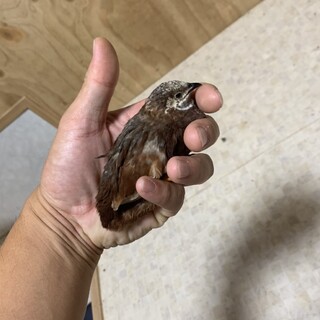 フィー↑フィー↑鳴く姫うずらちゃん‼︎