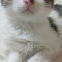 親猫からはぐれた子猫を保護しました