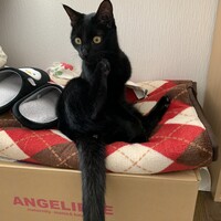 ごま