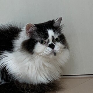 ずっとのお家を募集中