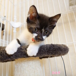 生後２ヶ月のかわいい白黒ちゃん