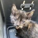 子猫を保護しました