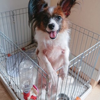 トライアル決定 笑心ちゃん