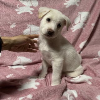 保健所からレスキューした子犬♂そおた