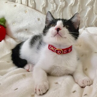 おひざ猫のピュアは究極の甘えん坊♡