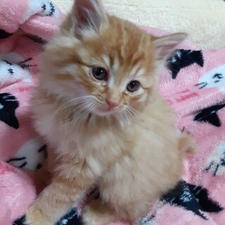 もこもこの可愛い茶トラのオス猫