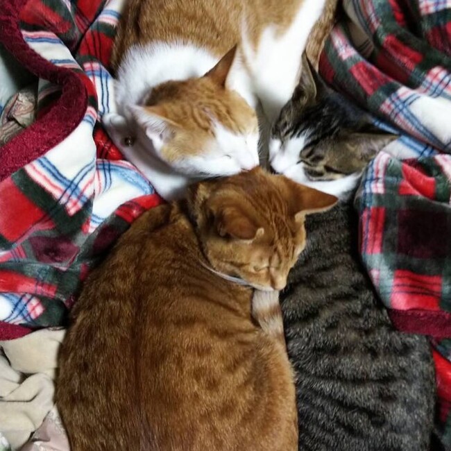 みたらしねこのカバー写真