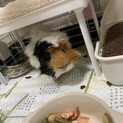 モルモットの里親探してます。