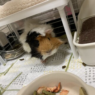 モルモットの里親探してます。