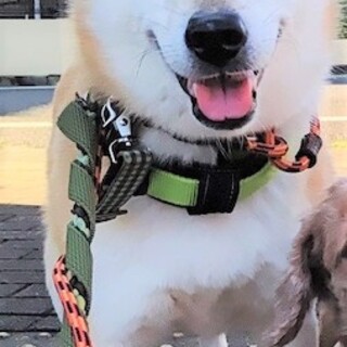 お耳がチャームポイント、元気な甘えん坊節汰