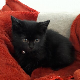 2ヶ月弱 黒猫だけど白い毛あるよ！おはぎちゃん！