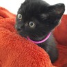 2ヶ月弱 黒猫だけど白い毛あるよ！おはぎちゃん！ サムネイル2
