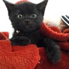 2ヶ月弱 黒猫だけど白い毛あるよ！おはぎちゃん！ サムネイル3