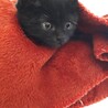 2ヶ月弱 黒猫だけど白い毛あるよ！おはぎちゃん！ サムネイル4