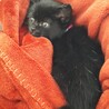 2ヶ月弱 黒猫だけど白い毛あるよ！おはぎちゃん！ サムネイル5