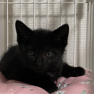 生後約2ヶ月の女の子