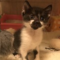 2ヶ月子猫　名古屋　3兄妹